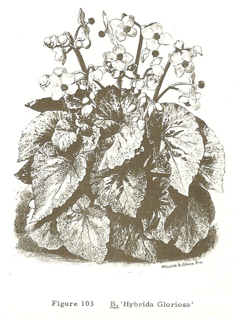 B. ‘Gloriosa’